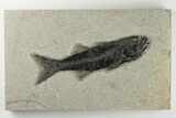 Uncommon Fish Fossil (Mioplosus) - Wyoming #198110-1